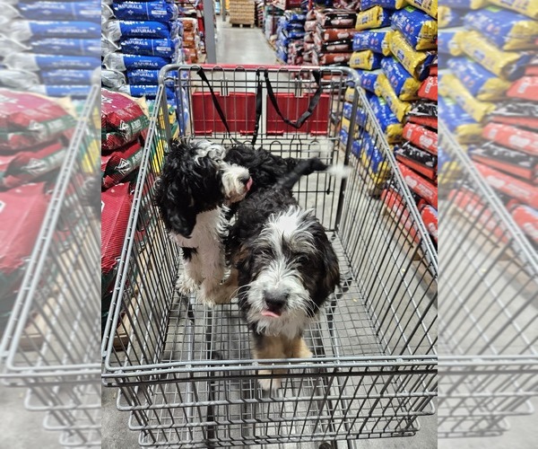 Medium Photo #3 Bernedoodle Puppy For Sale in DANVILLE, IN, USA