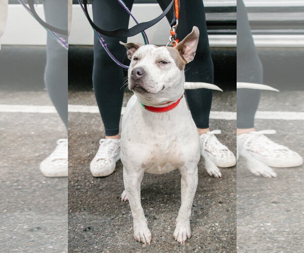 Medium Photo #5 Mutt Puppy For Sale in Oakhurst, NJ, USA