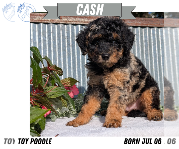 Medium Photo #10 Poodle (Toy) Puppy For Sale in GOSHEN, IN, USA