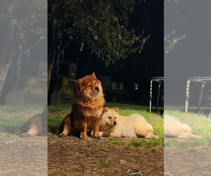 Mother of the Chow Chow puppies born on 04/24/2023