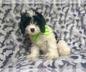 Cavapoo Puppy for sale in LAKELAND, FL, USA
