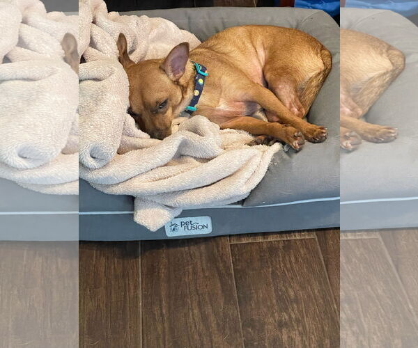 Medium Photo #4 Chihuahua-Unknown Mix Puppy For Sale in Katy, TX, USA