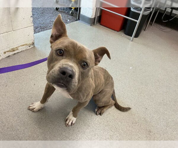 Medium Photo #1 Mutt Puppy For Sale in San Bernardino, CA, USA