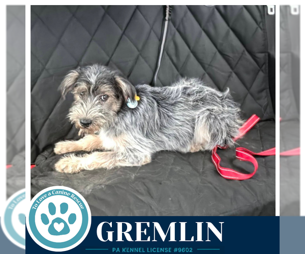 Medium Photo #1 Shih Tzu-Unknown Mix Puppy For Sale in Kimberton, PA, USA