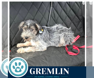 Shih Tzu-Unknown Mix Dogs for adoption in Kimberton, PA, USA