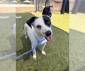 Mutt Dogs for adoption in San Martin, CA, USA