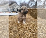 Small Photo #3 Anatolian Shepherd-Great Pyrenees Mix Puppy For Sale in LA JUNTA, CO, USA