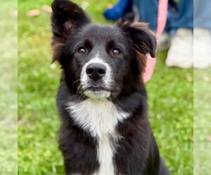 Border Collie-Unknown Mix Dogs for adoption in Canton, CT, USA