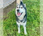 Small #1 Siberian Husky