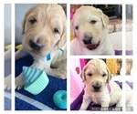 Small Photo #18 Goldendoodle Puppy For Sale in MORENO VALLEY, CA, USA