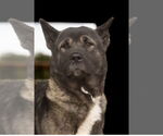 Small Akita