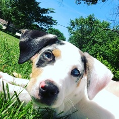 Catahoula Leopard Dog Puppy for sale in BELLEFONTAINE, OH, USA