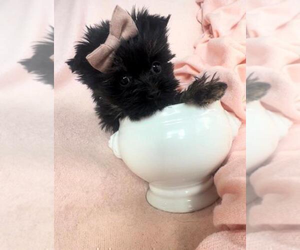 Medium Photo #17 Yorkshire Terrier Puppy For Sale in DALLAS, TX, USA