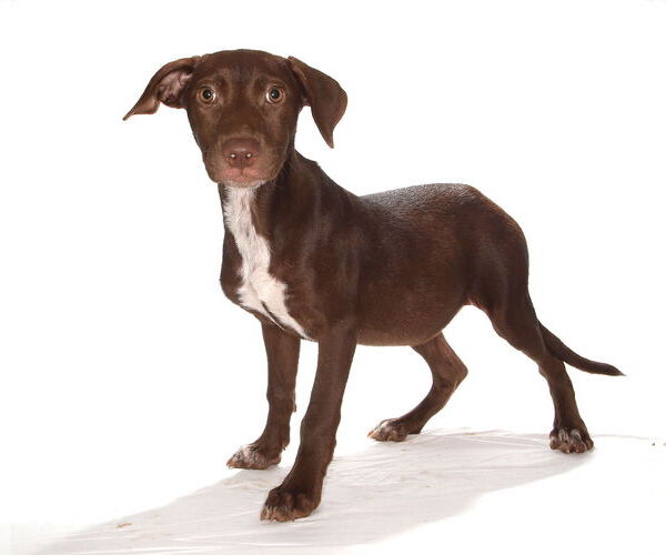 Medium Photo #2 Chocolate Labrador retriever-Unknown Mix Puppy For Sale in Oakland Park, FL, USA