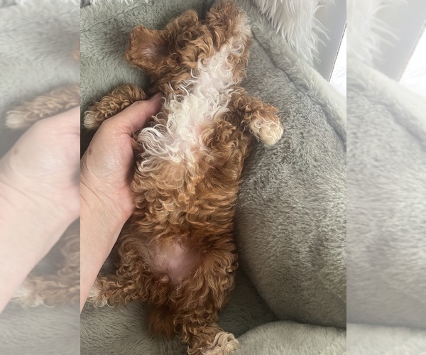 Medium Photo #4 Poodle (Toy) Puppy For Sale in NILES, MI, USA