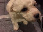 Small Photo #6 Bichon Frise Puppy For Sale in ALPHARETTA, GA, USA