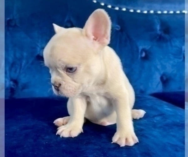 Medium Photo #57 French Bulldog Puppy For Sale in TERRACE PARK, OH, USA