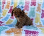 Small #5 Cavapoo (Miniature)