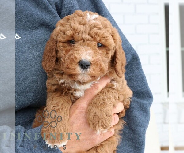 Medium Photo #2 Goldendoodle (Miniature) Puppy For Sale in NARVON, PA, USA