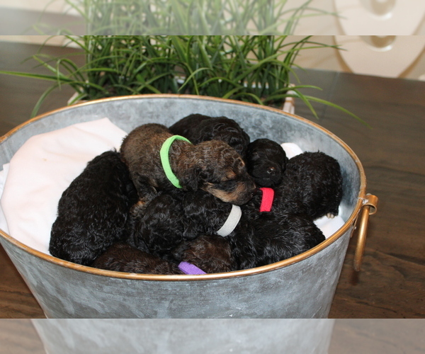 Medium Photo #1 Poodle (Standard) Puppy For Sale in MONROEVILLE, PA, USA