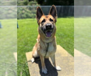 German Shepherd Dog Dogs for adoption in Virginia Beach, VA, USA