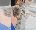 Small Photo #9 French Bulldog-Olde English Bulldogge Mix Puppy For Sale in WAYNE, MI, USA
