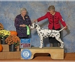 Small Photo #11 Dalmatian Puppy For Sale in WEBSTER, NY, USA