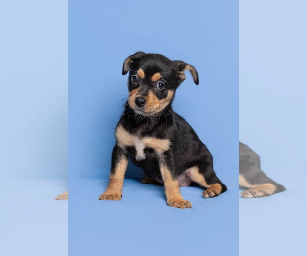 Medium Photo #4 Chihuahua-Unknown Mix Puppy For Sale in McKinney, TX, USA