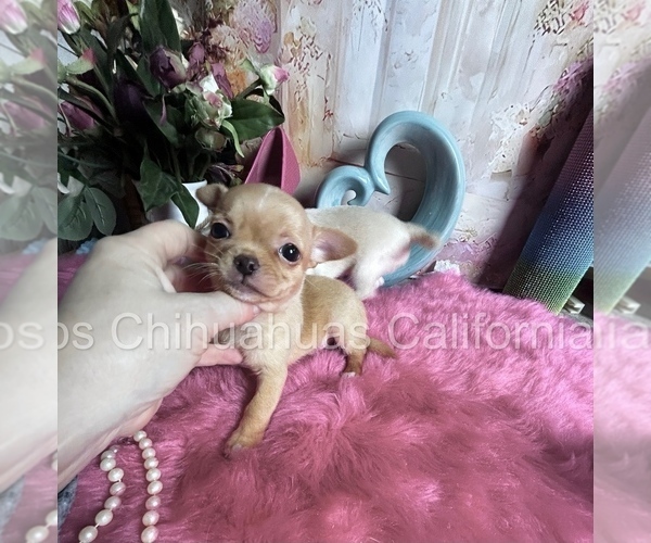 Medium Photo #3 Chihuahua Puppy For Sale in TRACY, CA, USA