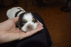 Small Photo #7 Cocker Spaniel Puppy For Sale in ANDOVER, MN, USA