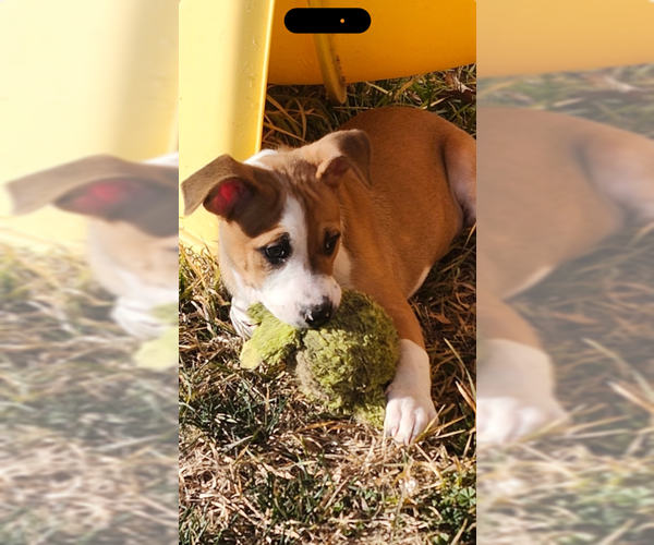 Medium Photo #2 Labrador Retriever-Unknown Mix Puppy For Sale in MIDWAY, UT, USA