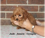 Small #2 Cavapoo