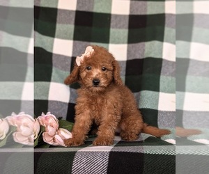 Goldendoodle (Miniature) Puppy for sale in CHRISTIANA, PA, USA