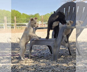 Jack Russell Terrier-Unknown Mix Dogs for adoption in Peralta, NM, USA