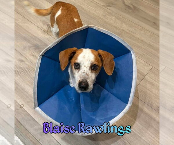 Medium Photo #5 Doxle Puppy For Sale in San Antonio, TX, USA