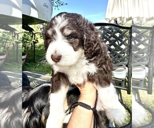 Aussiedoodle Puppy for sale in LANCASTER, WI, USA