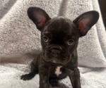 Small Photo #8 Faux Frenchbo Bulldog-French Bulldog Mix Puppy For Sale in MOUNDRIDGE, KS, USA