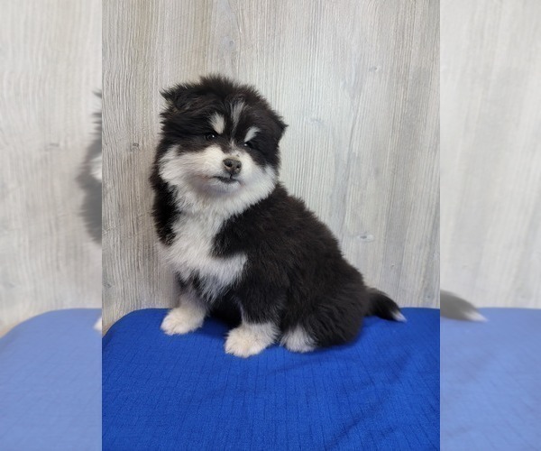 Medium Photo #2 Pomsky Puppy For Sale in BELLEVUE, IA, USA