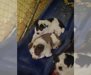 Border Collie Puppy for Sale in LEBANON, Missouri USA