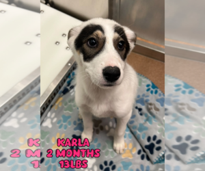 Mutt Dogs for adoption in Woodbury, NY, USA