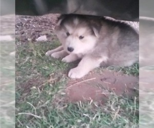 Medium Alaskan Malamute-Wolf Hybrid Mix