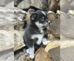Small #5 Alaskan Klee Kai-Pomsky Mix