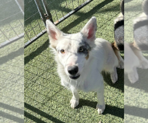 Mutt Dogs for adoption in Cranston, RI, USA