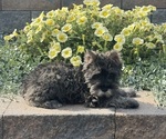 Small #1 Schnauzer (Miniature)