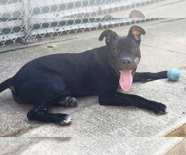 Medium Photo #2 American Pit Bull Terrier-Unknown Mix Puppy For Sale in Wetumpka, AL, USA