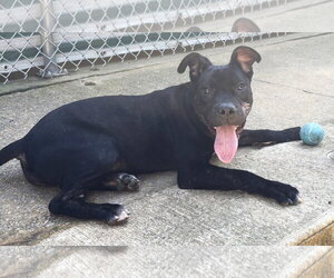 261535  Tiptoe - Female American Pit Bull Terrier-Unknown Mix Dog for Adoption - Photo #2