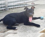 Small Photo #2 American Pit Bull Terrier-Unknown Mix Puppy For Sale in Wetumpka, AL, USA