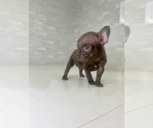 Medium Photo #36 French Bulldog Puppy For Sale in EASTVALE, CA, USA