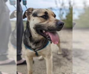 American Pit Bull Terrier-Unknown Mix Dogs for adoption in Stockton, CA, USA