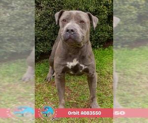 ORBIT - Male Mutt Dog for Adoption - Photo #2